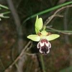 Ophrys omegaifera Flower