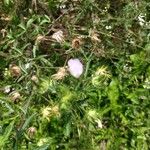 Malva setigera Leaf