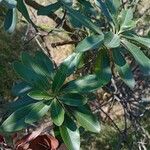 Escallonia resinosa 叶