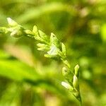 Persicaria hydropiper Flower