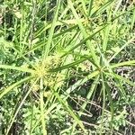 Cyperus alternifolius Leaf