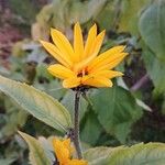 Helianthus tuberosusCvet