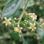 Rubia tinctorum ফুল