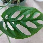 Monstera adansonii Liść