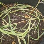 Allium cepa Hoja