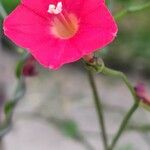 Ipomoea × multifida Flor