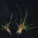 Tripogon filiformis Hábito