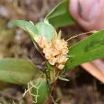 Maxillaria parvifloraŽiedas