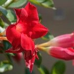 Mandevilla sanderi പുഷ്പം