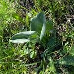 Anacamptis fragrans Folio