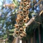 Callistemon viminalis Fruit