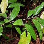 Ocotea aciphylla