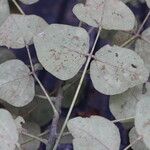 Erythrina abyssinica Leaf