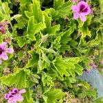 Pelargonium × hybridum Autre