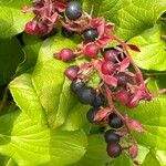 Gaultheria shallon Frucht