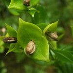 Ixanthus viscosus Fruto