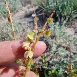 Rumex roseus Owoc