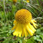 Helenium bolanderi Flower