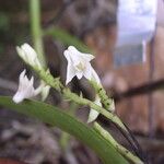 Polystachya albescens Flower