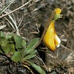 Calceolaria uniflora Habitus