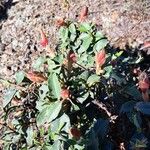 Cistus laurifoliusLeht