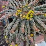 Euphorbia flanaganii फूल