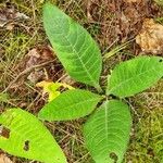 Cirsium heterophyllum Leaf