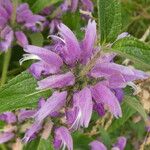 Phlomis herba-venti Fleur