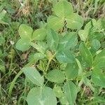 Trifolium pratense 葉