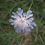 Knautia integrifolia Other