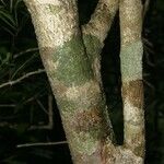 Oxera microcalyx Rhisgl