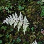 Dryopteris carthusiana برگ