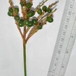 Reinhardtia simplex 其他