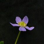 Anemonastrum obtusilobum موطن