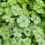 Geranium lucidum Leaf