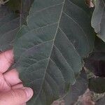 Tabebuia rosea Blad