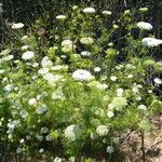 Ammi visnaga Habitus