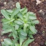 Silene zawadzkii Leaf