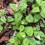 Persicaria chinensis Flor