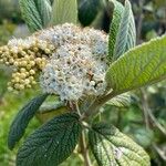 Viburnum rhytidophyllumFlor