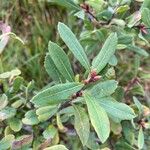 Myrica gale Leaf