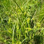 Carex lurida Blatt