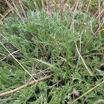 Artemisia santonicum Feuille