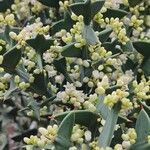 Colletia paradoxa Цветок