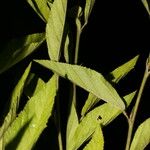 Sida cuspidata Hoja