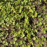 Potentilla canadensis Blad