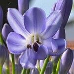 Agapanthus africanus Квітка