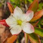 Ploiarium elegans Blomst