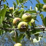 Pyrus spinosaFruit