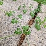 Fumaria capreolata Blatt